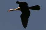 Cormorant - Juvenile