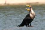 Cormorant