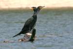 Cormorant