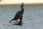 Cormorant