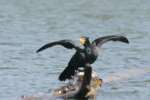 Cormorant