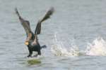 Cormorant