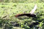 Cormorant in Flight - Sequence