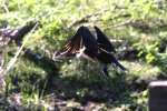 Cormorant in Flight - Sequence