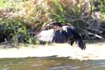 Cormorant in Flight - Sequence