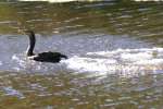 Cormorant in Flight - Sequence