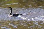 Cormorant in Flight - Sequence