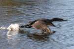 Cormorant in Flight - Sequence