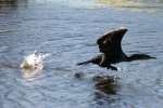 Cormorant in Flight - Sequence