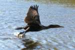 Cormorant in Flight - Sequence