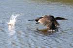 Cormorant in Flight - Sequence