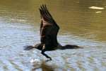 Cormorant in Flight - Sequence