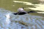 Cormorant in Flight - Sequence