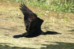 Cormorant in Flight - Sequence