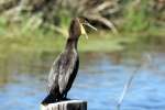 Cormorant