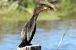 Cormorant