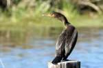 Cormorant