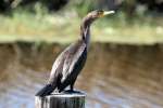 Cormorant