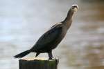 Cormorant