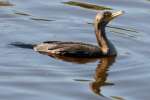 Cormorant