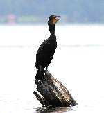 Cormorant