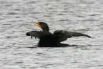 Cormorant