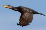 Cormorant