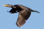 Cormorant