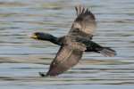 Cormorant