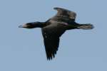 Cormorant