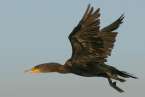 Cormorant