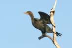 Cormorant