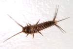 Silverfish