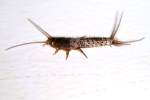 Silverfish