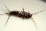 Silverfish