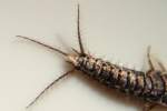 Silverfish