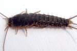 Silverfish