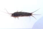 Silverfish