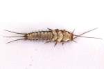 Silverfish