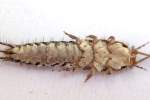 Silverfish