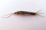 Silverfish