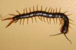 Tropical Centipede