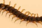 Tropical Centipede