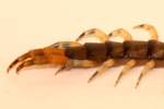 Tropical Centipede