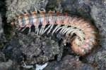 Millipede - Polydesmida