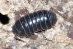 Pill Millipede