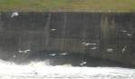 Toledo Bend Dam Spillway