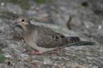 Mourning Dove