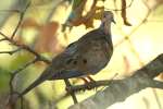 Mourning Dove