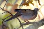 Mourning Dove